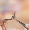 Magnetic lash tutorial with multiple finished-look angles